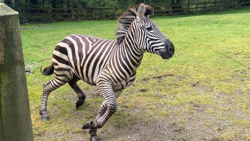 A zebra escaped in the US. (@KingCountyPets/X)