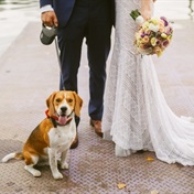 'There's no plan B': Dog eats groom's passport leaving US couple's Italian wedding in no man's land