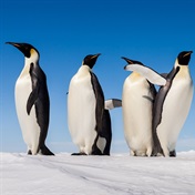 WATCH | Emperor penguins risk 'quasi-extinction' from sea ice loss in Antarctica