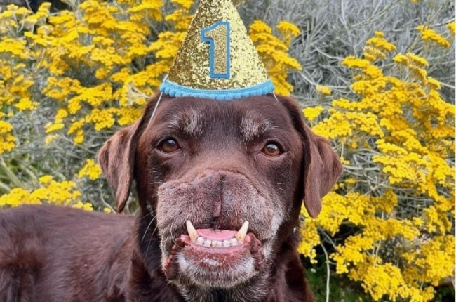 Fudge is proof you just can’t put a good dog down. He recently celebrated his one-year anniversary of being cancer-free. (PHOTO: Instagram/mrfudginaldbrown)