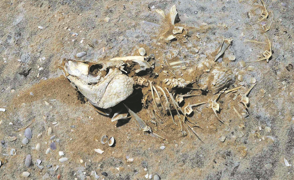 Fish bones attest to the devastating drought 