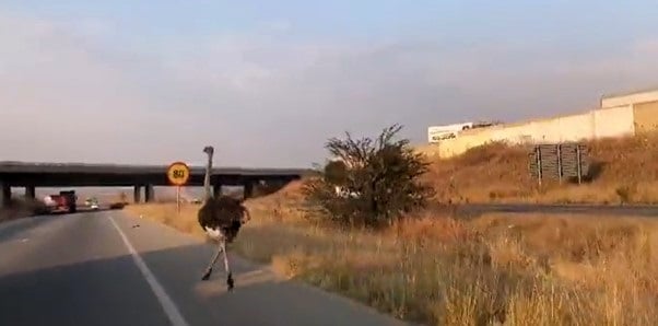 An ostrich died from stress after spending over six hours on the run on a highway in Joburg.