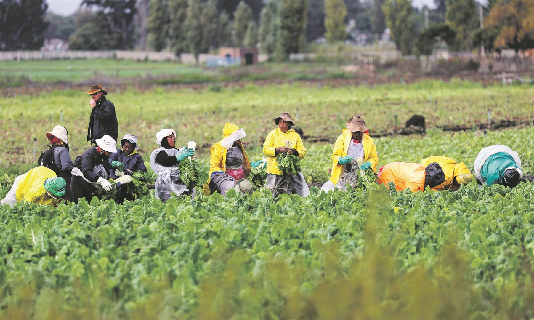  Workers harvest spinach at a farm in Klippoortjie outside Johannesburg. Eskom’s blackouts have put farmers under pressure Photo: Reuters 