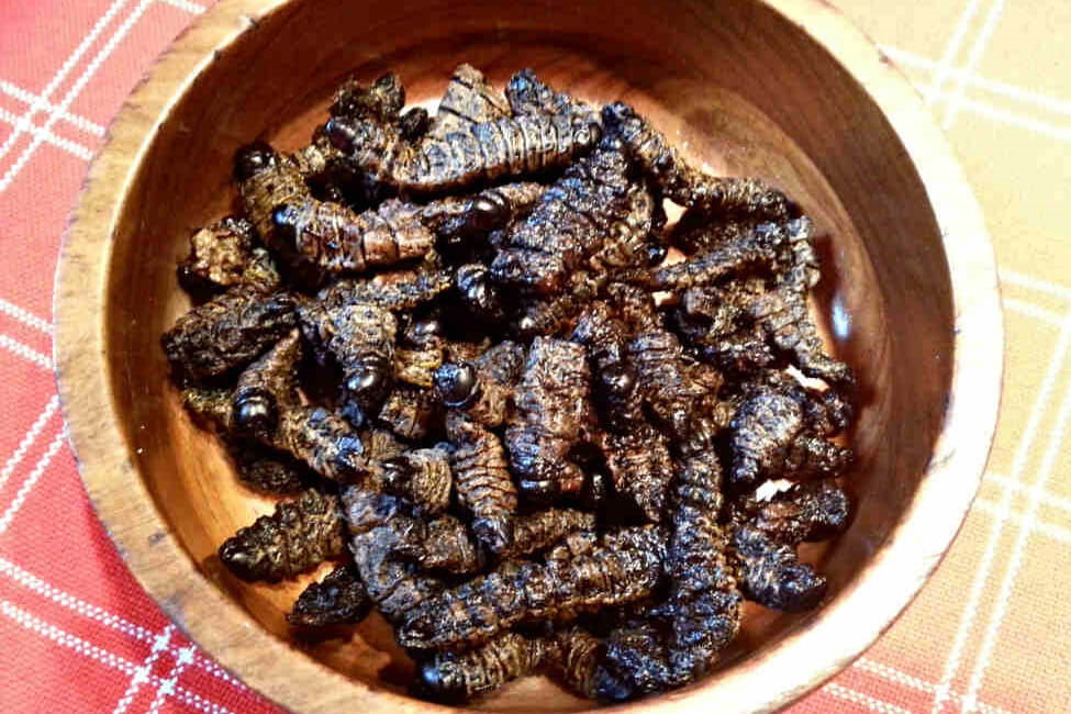 Mopane worms benefits