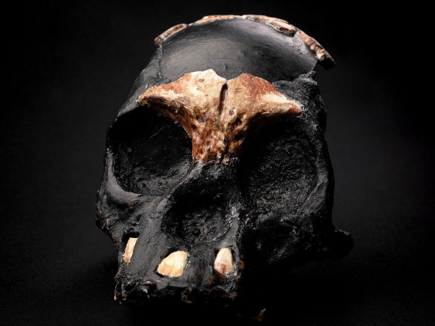 A reconstruction of the skull of Leti, a Homo naledi child, whose remains were found in Johannesburg, South Africa.
