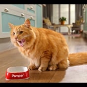 Pamper cat food relaunches brand with new treats and packaging