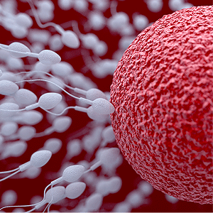 3D illustration of sperm an egg cell