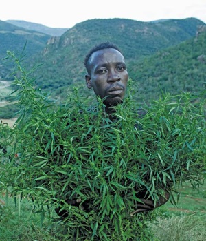 A man from a village in Pondoland, Eastern Cape, poses with his dagga crop
PHOTOs: Masixole Feni
