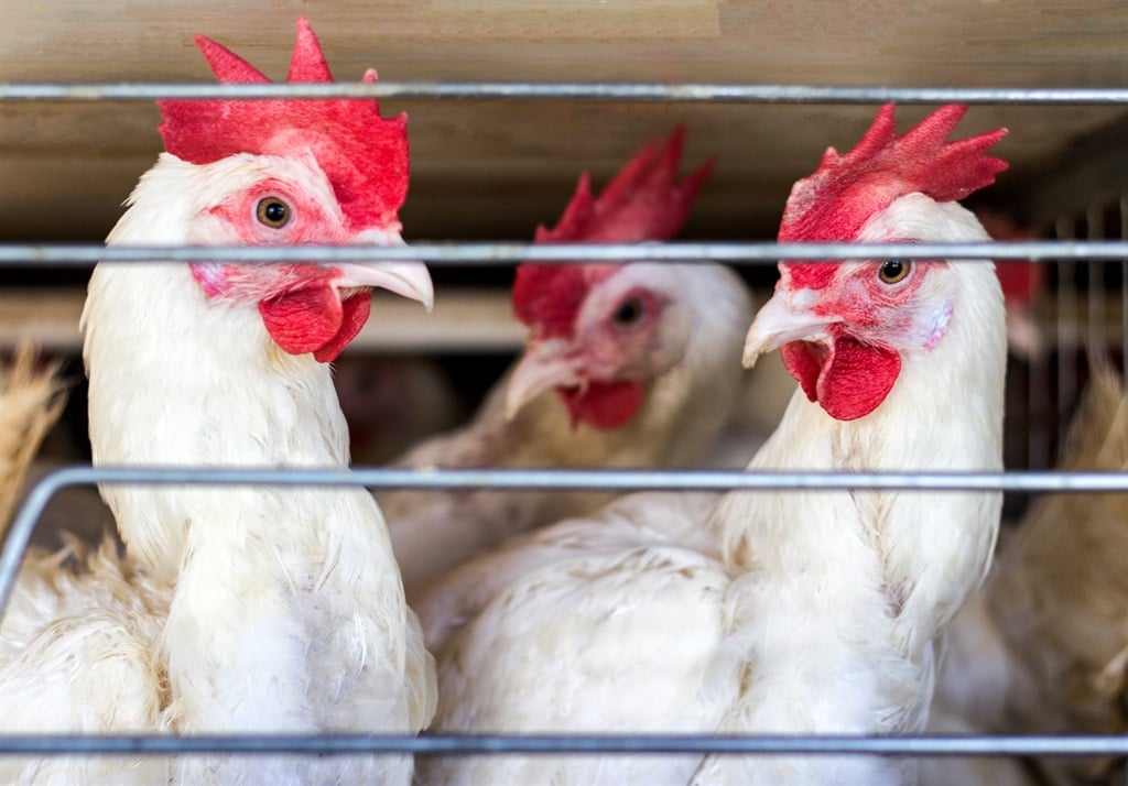Avian flu detected at five Western Cape poultry arms