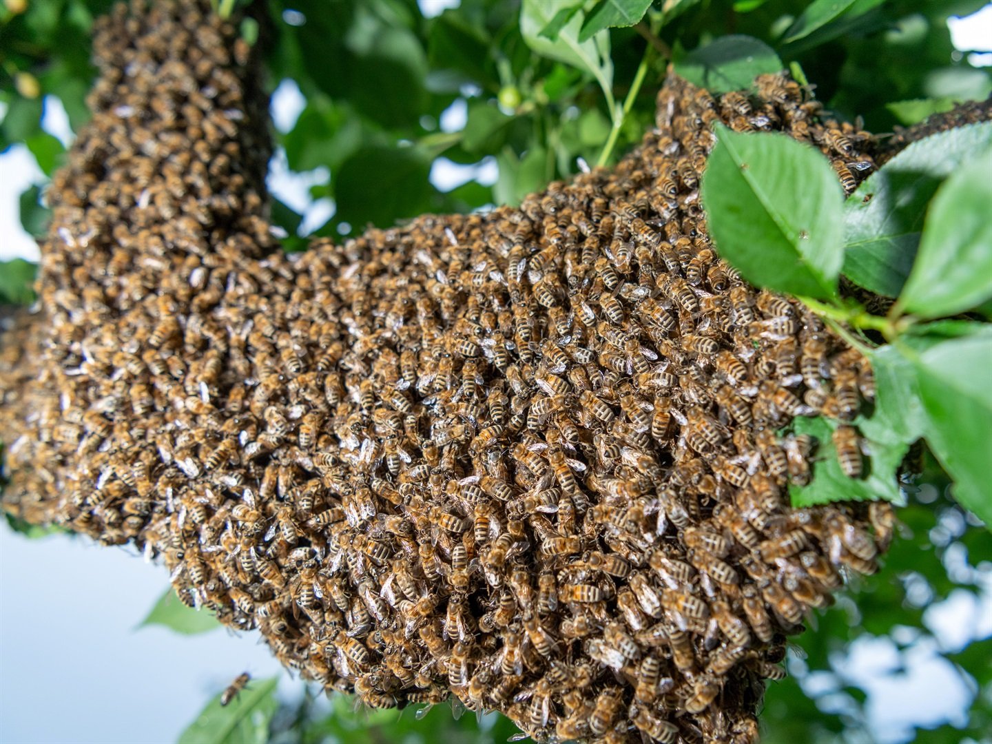 Nkosentsha Njimbana died after he was stung to death by a swarm of bees.