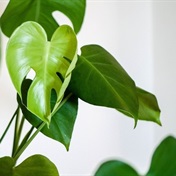 Houseplants don’t just look nice – they can also give your mental health a boost