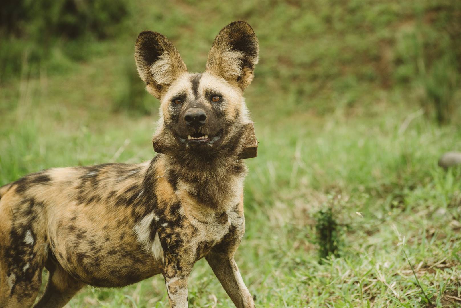 A new pack of nine wild dogs has been released in Hluhluwe Imfolozi Park. The new pack, named the “Mbulunga Pack” after the area where they were held in a boma to acclimatise to their new home before release PHOTO: CASEY PRATT/Love Africa Marketing
