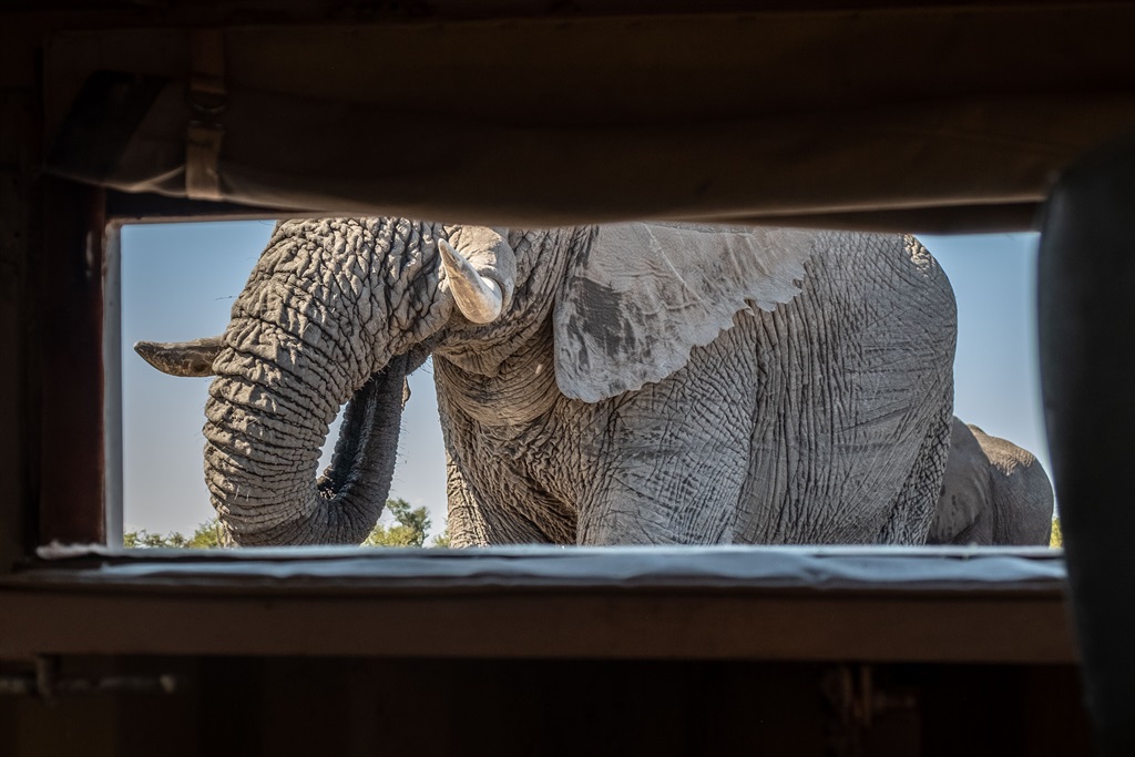 A bull elephant drinks water centimetres from guests in a sunken photography hide in Botswana. Photo: Andrew Thompson.