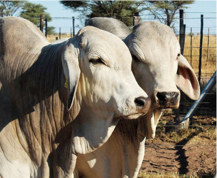 genetiese vordering. Bulle van die Okabra Brahman-stoetery. Die Schneider-­familie van Namibië gebruik twee teelseisoene van 90 dae elk in hul ekstensiewe boerderytoestande vir die stoetery en kommersiële kudde. 