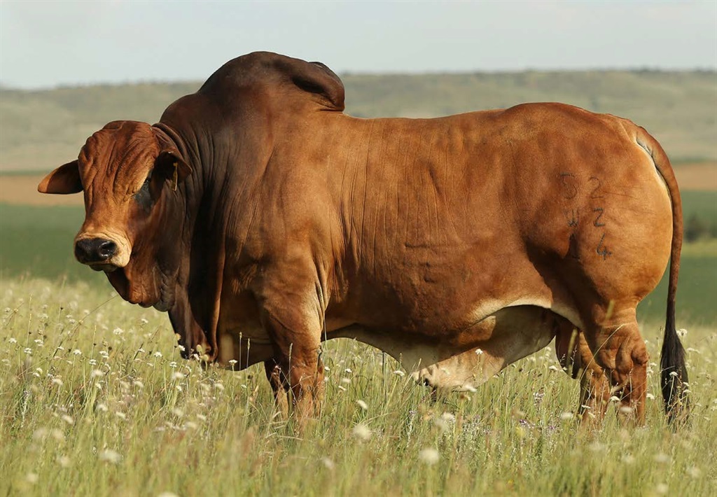 Jumbo The Boran Bull Sells For A Record R2 3 Million Businessinsider Jumbo The Boran Bull Sells For A Record R2 3 Million Businessinsider