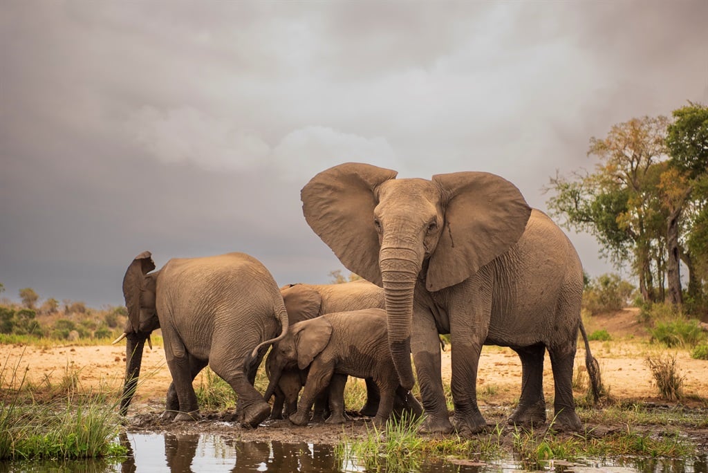 Photos: The mesmerising magic of the Kruger National Park | City Press