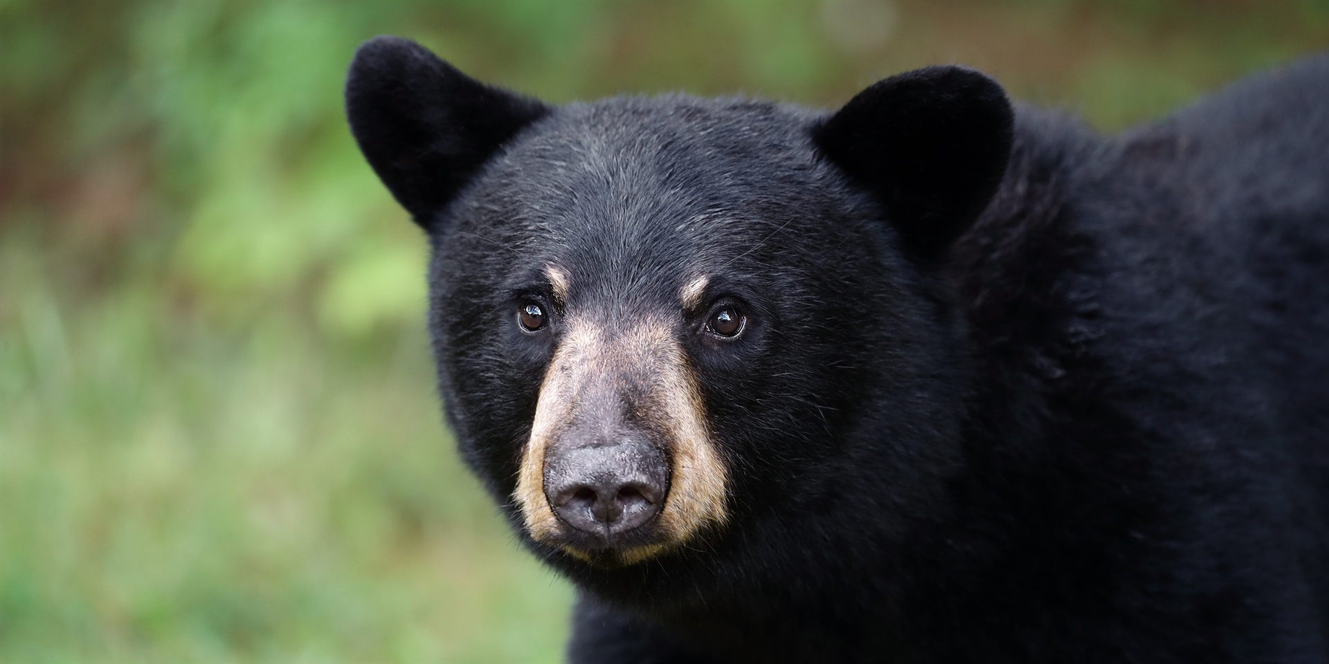 An Italian court suspended for at least another month a culling order for a bear.