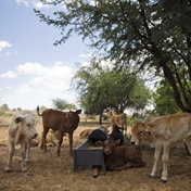 SA bans transport of cattle to curb foot-and-mouth disease outbreak