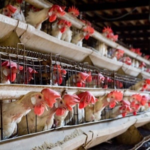 Hens kept in tiny cages. Image supplied