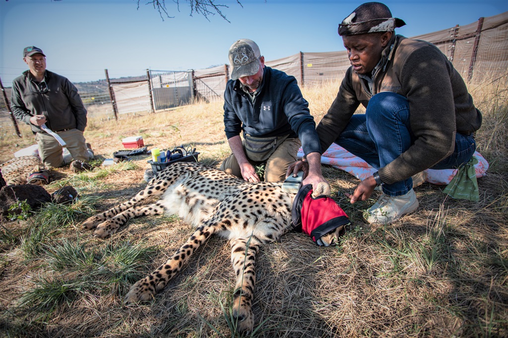 Conservationists working with the cheetah.