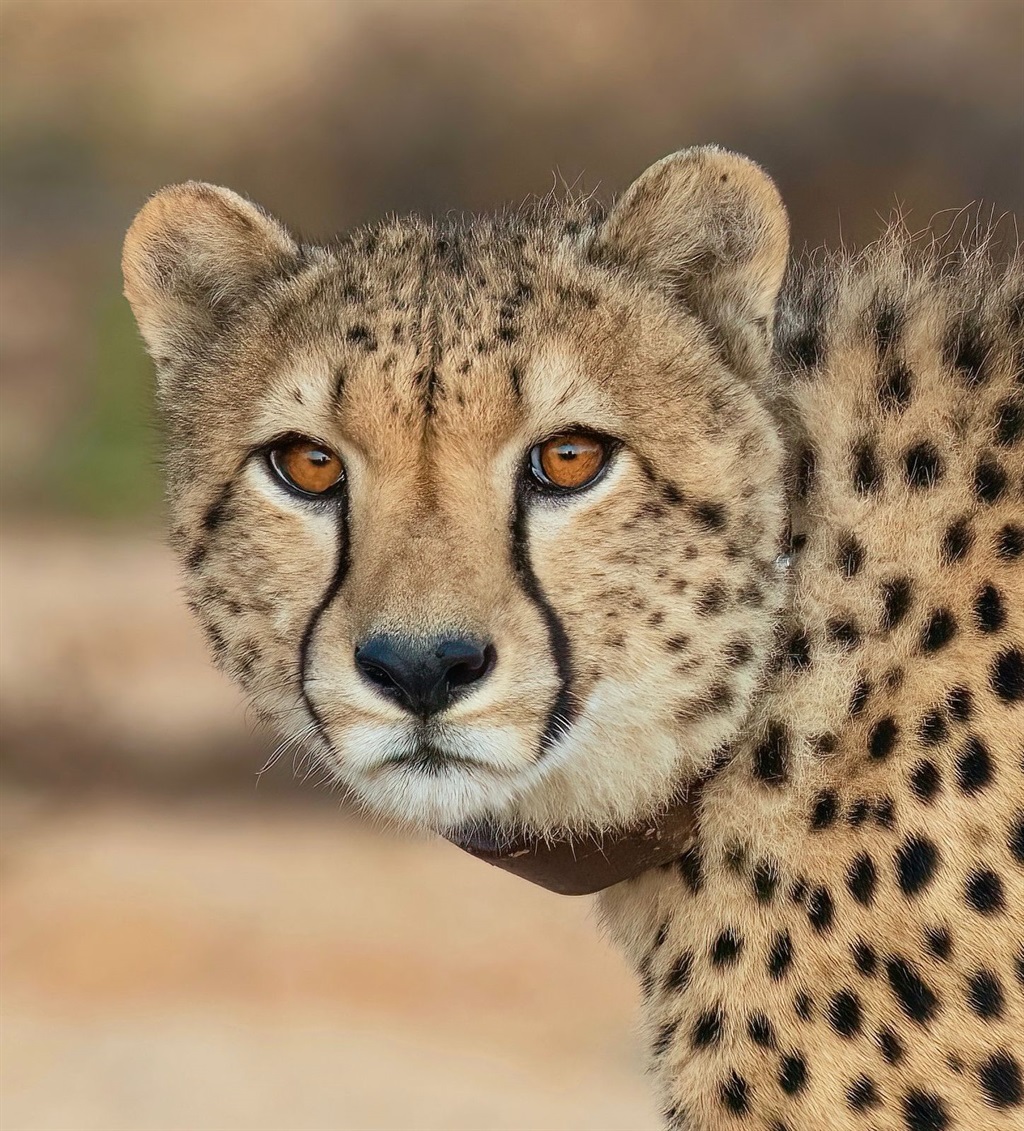 One of the cheetah who have been homed in the Baba