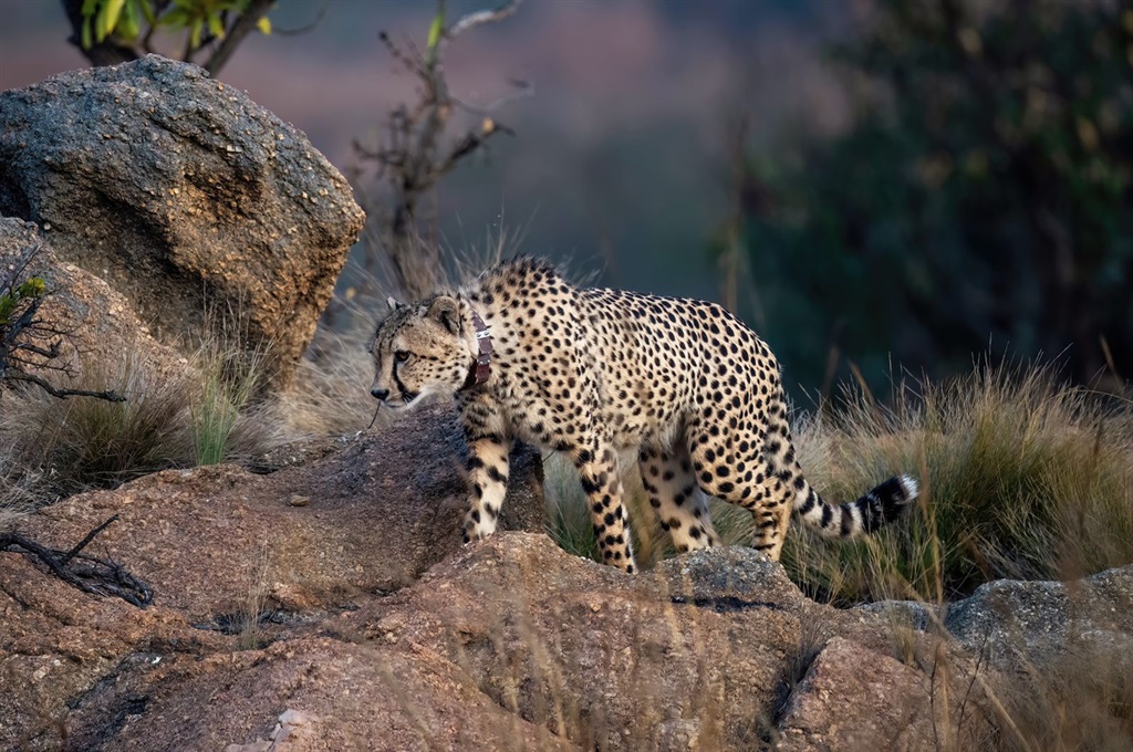One of the cheetahs roaming free in the Babanango Game Reserve.