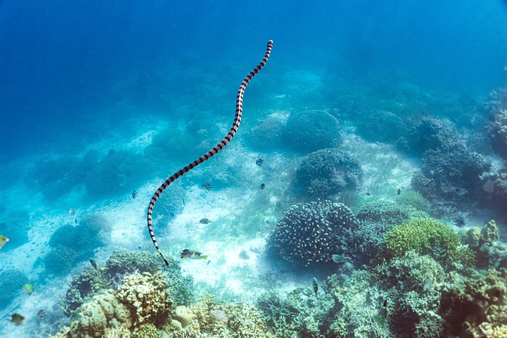 Snakes Might Be Lurking Under Massive Amounts of Sea-foam in Australia