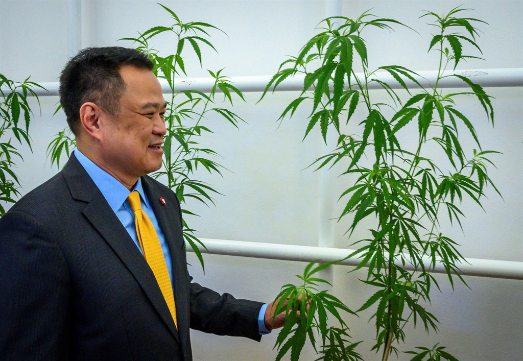 Thailand's Minister of Public Health Anutin Charnvirakul touches a cannabis plant. 