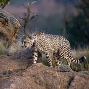 Cheetahs released into Babanango for the first time in 200 years