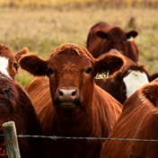 Foot-and-mouth disease, feed costs taking toll on livestock farmers