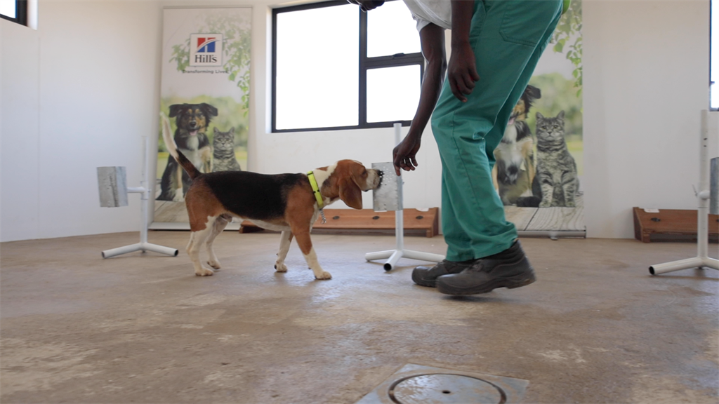 A beagle that's part of the Namibia Detection Dog Project at the University of Namibia's School of Veterinary Medicine. (Photo: Supplied)