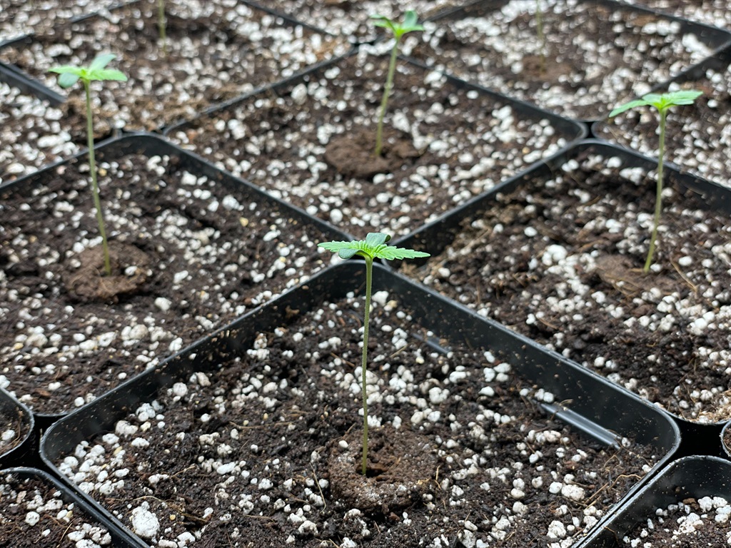 Cannabis dagga soil for better vegetables in Johan