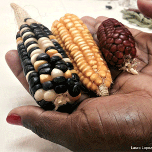 Indigenous corn 