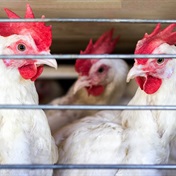 'Worst' bird flu outbreak: One SA poultry producer has lost 2 million chickens