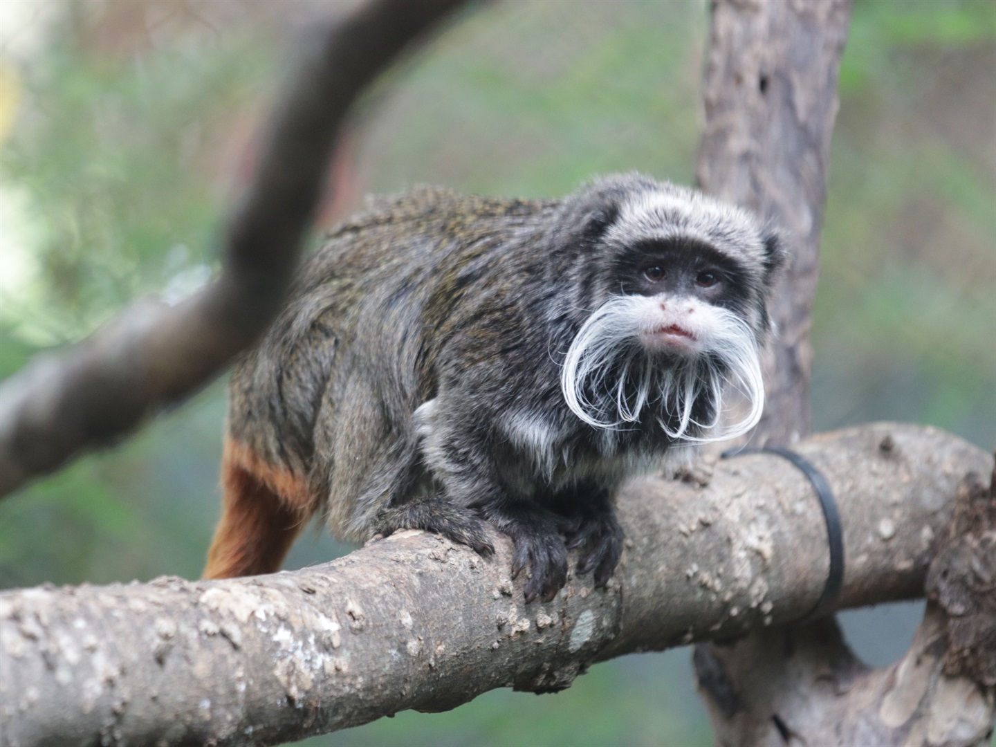 Businessinsider.co.za | Mystery at the Dallas Zoo: 2 monkeys are missing, following a leopard escape and a dead vulture