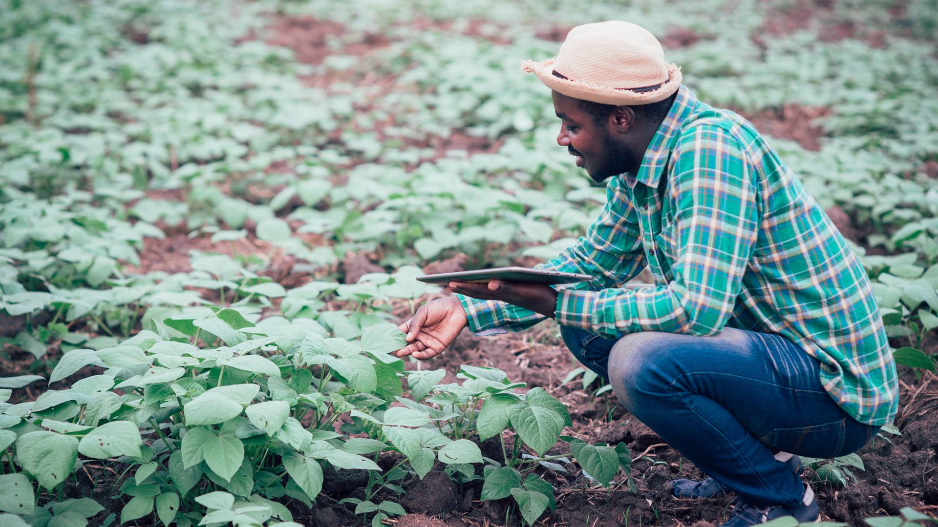 Black farmers in the US are unhappy that the targeted farm relief offered by the government doesn’t specifically mention minority communities. Photo: istock