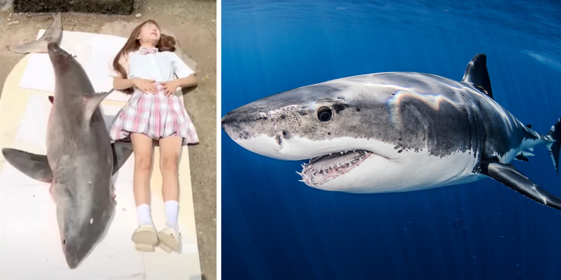 Čínsky influencer bol vypočúvaný po tom, čo ho nasledovníci vo videu obvinili, že zjedol veľkého bieleho žraloka