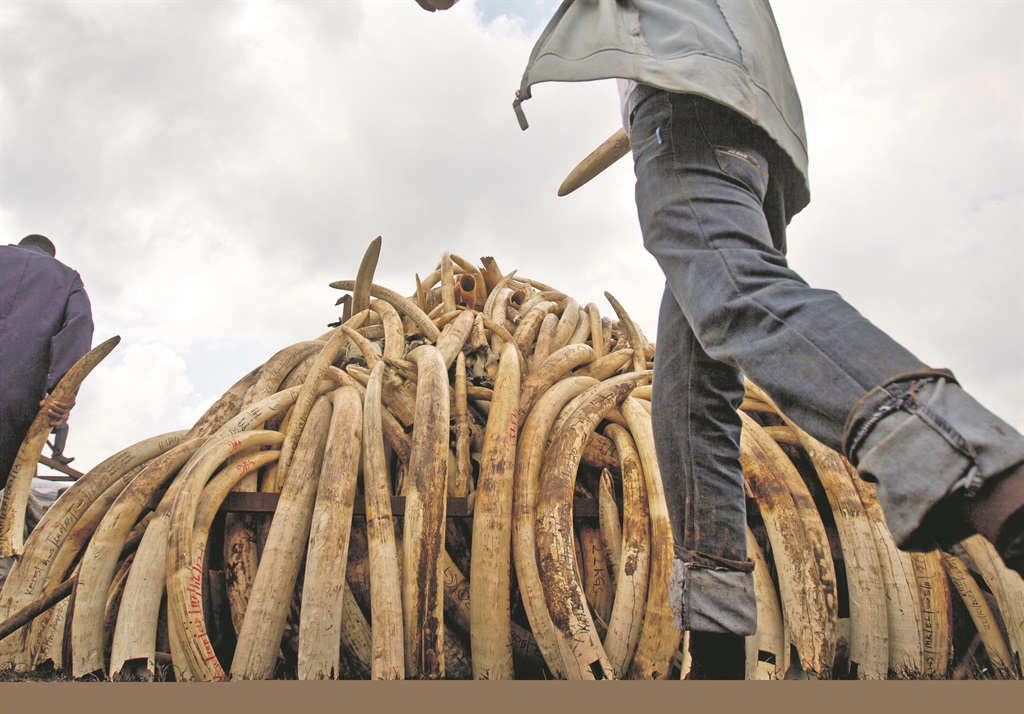 On Wednesday, workers from the Kenya Wildlife Service stacked elephant tusks on to a pyre at the Nairobi National Park. The ivory was delivered in shipping containers that were transported from around the country. More than 100 tons of ivory and other endangered animal products are due to be burnt, the largest single destruction of ivory in history, according to the Kenya Wildlife Service. The burning is scheduled to coincide with the Giants Club Summit for the protection of elephants, which will be held in Kenya from April 28 to 30. Picture: AP 