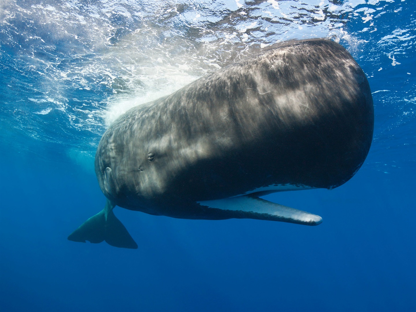 Sperm whales grow up to 18 meters long. (Reinhard Dirscherl/Getty Images).
