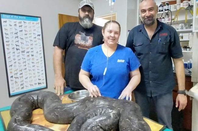 Veterinarian Nada de Villiers assisted in nursing the python back to health after it was rescued by snake experts Jan van Rooyen and Frik Venter. (PHOTO: supplied)