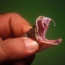 New blood thinner based on snake venom might be safer for humans