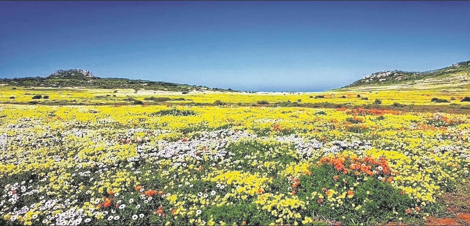 Those who are planning a day-trip to view this year’s flowers at West Coast National Park are advised to do so during the week.PHOTO: Supplied