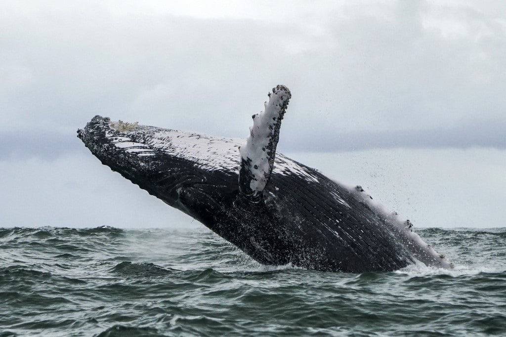 A Humpback whale breaching. 