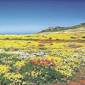 West Coast flower season brings ‘spectacular’ display