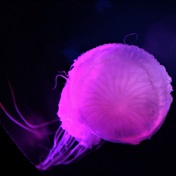 Scientists find clues to what makes 'immortal jellyfish' cheat death