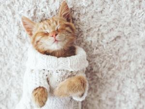 It’s been proven! Watching cute cat videos boosts your productivity
