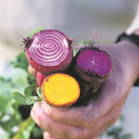 KYK | Tuindagboek: 5 groente wat moeitevry groei                                         