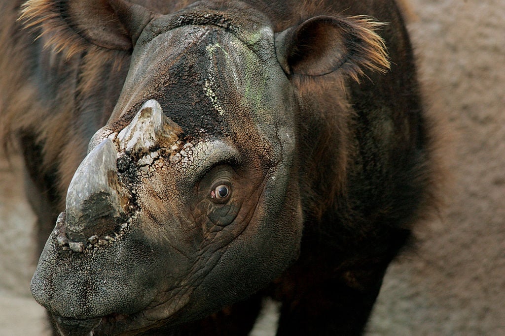 A Sumatran rhino.  