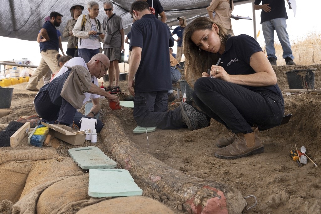 Archaeologists, paleontologists and conservators from Israel Antiquities Authority, Tel Aviv University and Ben Gurion University, work at the site where a 2.5-meter-long tusk from an ancient straight-tusked elephant was discovered. 