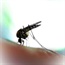 Why new-fangled mosquito controls should not replace tried and tested methods